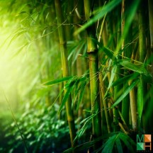 Tranh dán tường cho phòng khách đẹp tại Hà Nội NA - 065